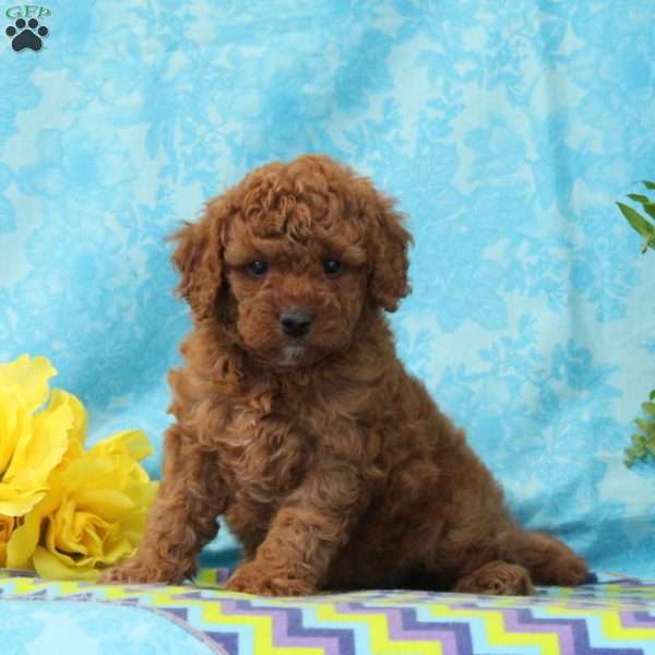 Teddy, Cavapoo Puppy
